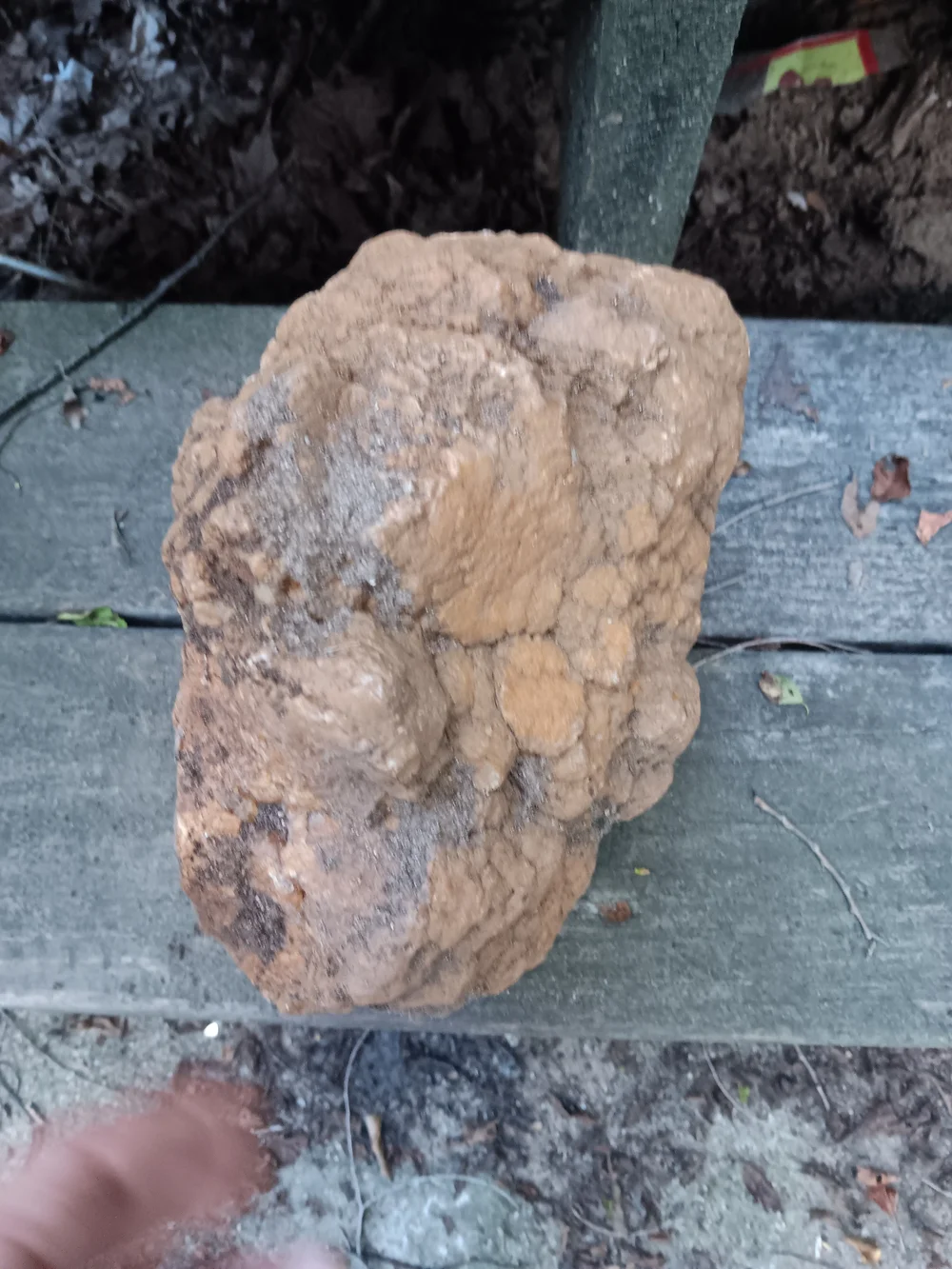Unopened GEODIZED Geode Fossil